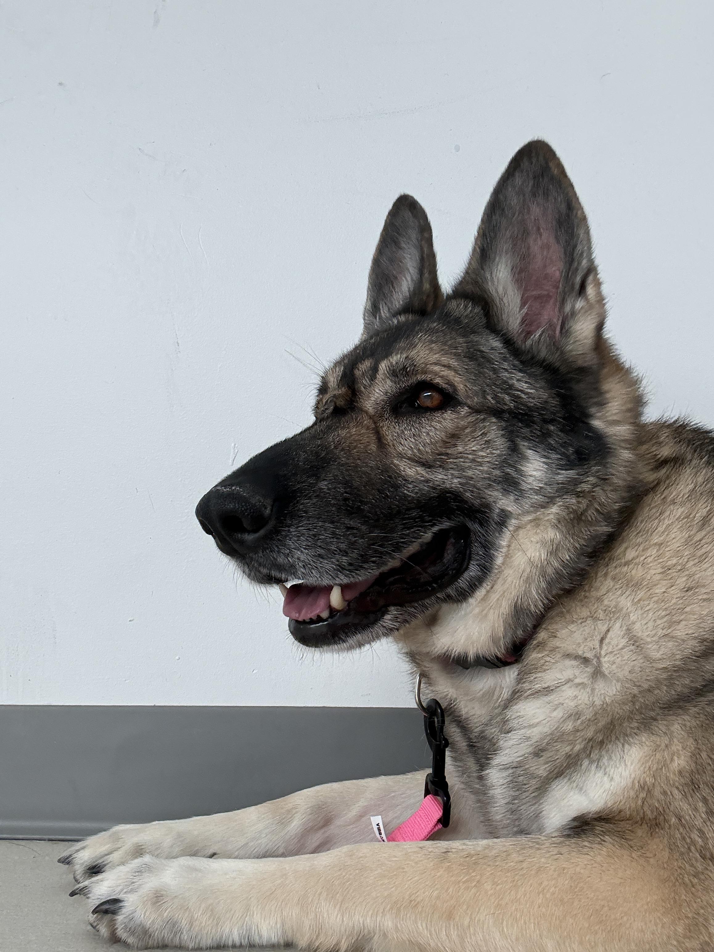 Enlarge Shabba, a ADOPTABLE German Shepherd Dog in Cranston, RI image 4/4