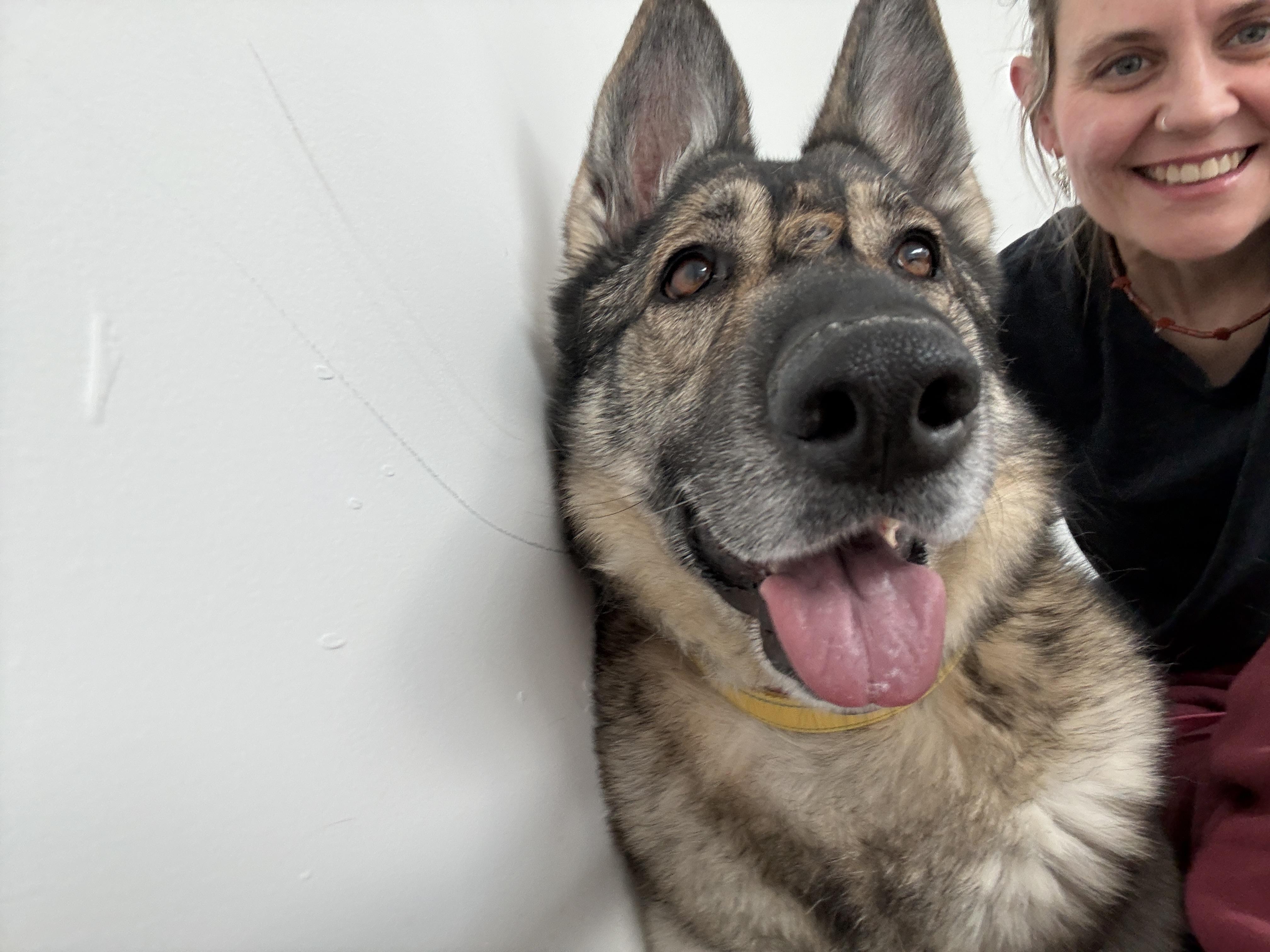Enlarge Shabba, a ADOPTABLE German Shepherd Dog in Cranston, RI image 2/4