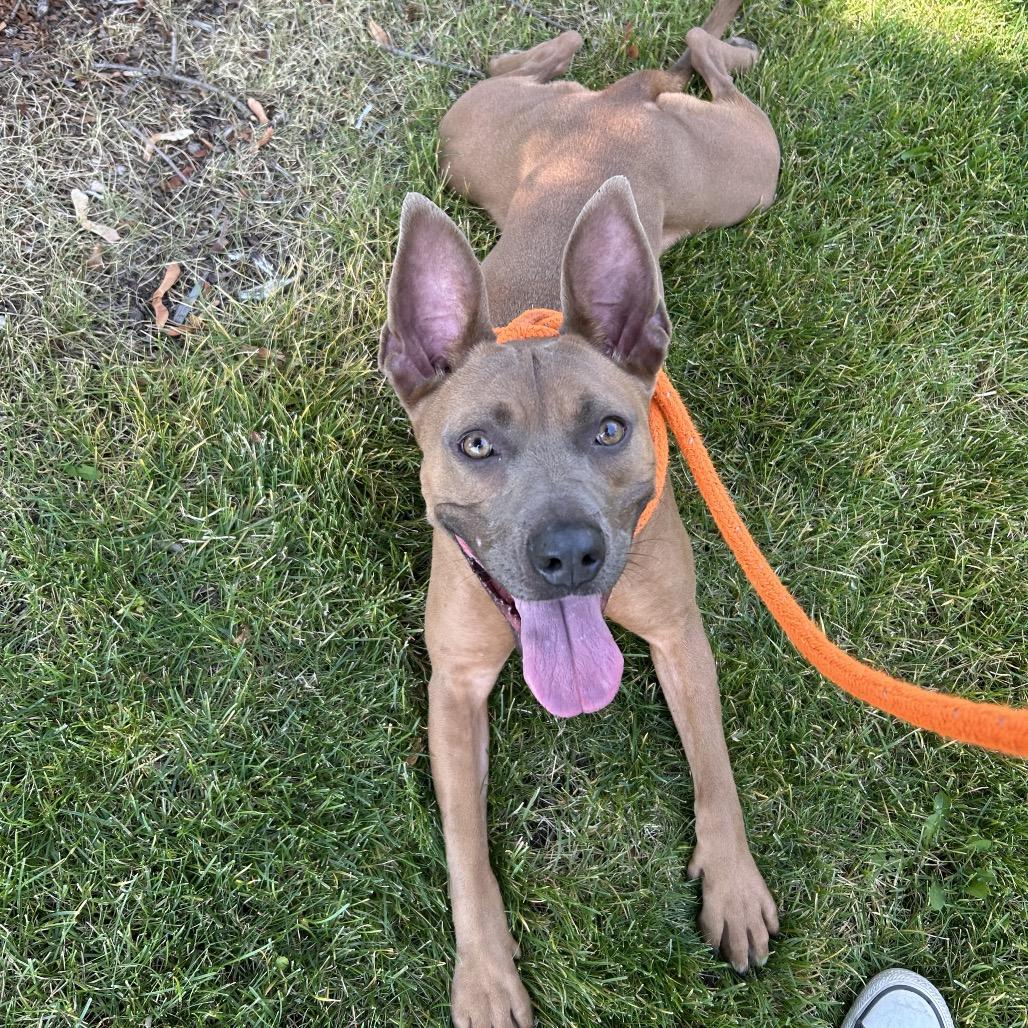Nina, a Adoptable Mixed Breed in Spokane, WA image 1/2