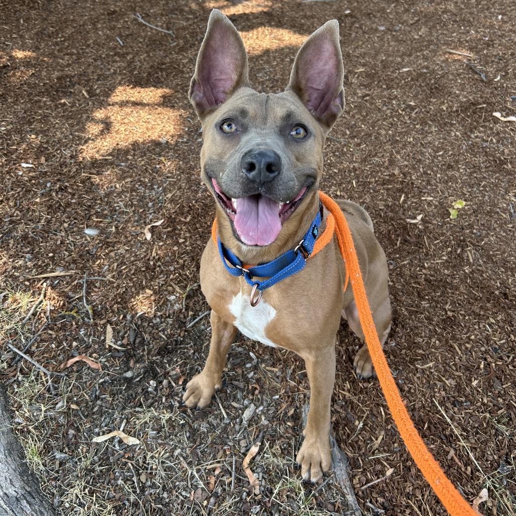Nina, a Adoptable Mixed Breed in Spokane, WA image 2/2
