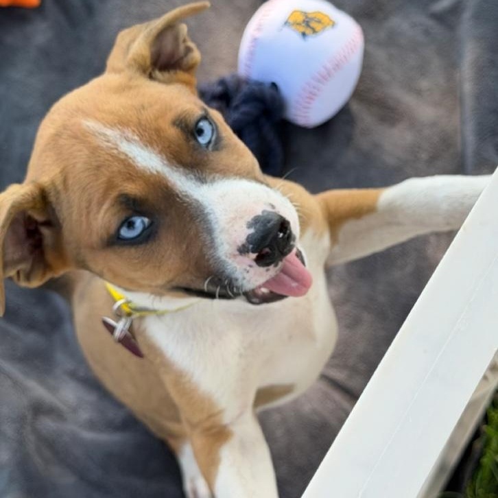 Cannon, a Adoptable mixed breed in Cedarburg, WI image 5/6