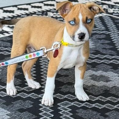 Cannon, a Adoptable mixed breed in Cedarburg, WI image 6/6