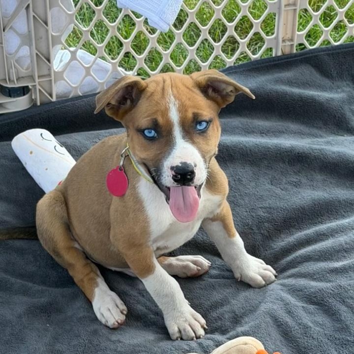 Cannon, a Adoptable mixed breed in Cedarburg, WI image 4/6