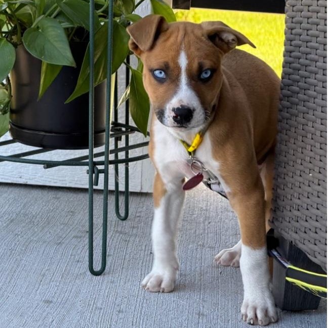 Cannon, a Adoptable mixed breed in Cedarburg, WI image 3/6