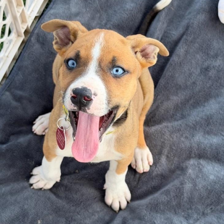 Cannon, a Adoptable mixed breed in Cedarburg, WI image 2/6