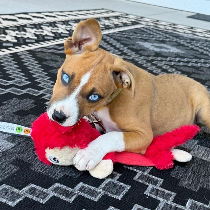 Cannon, a Adoptable mixed breed in Cedarburg, WI image 1/6
