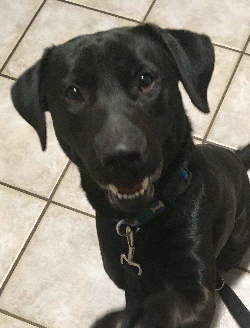 Ashlee, a Adopted Labrador Retriever in Little River, SC image 1/2