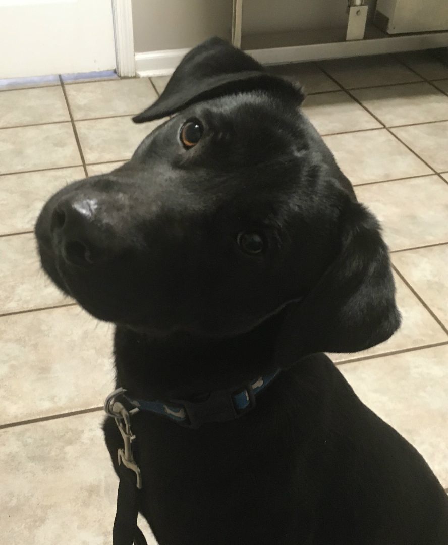 Ashlee, a Adopted Labrador Retriever in Little River, SC image 2/2