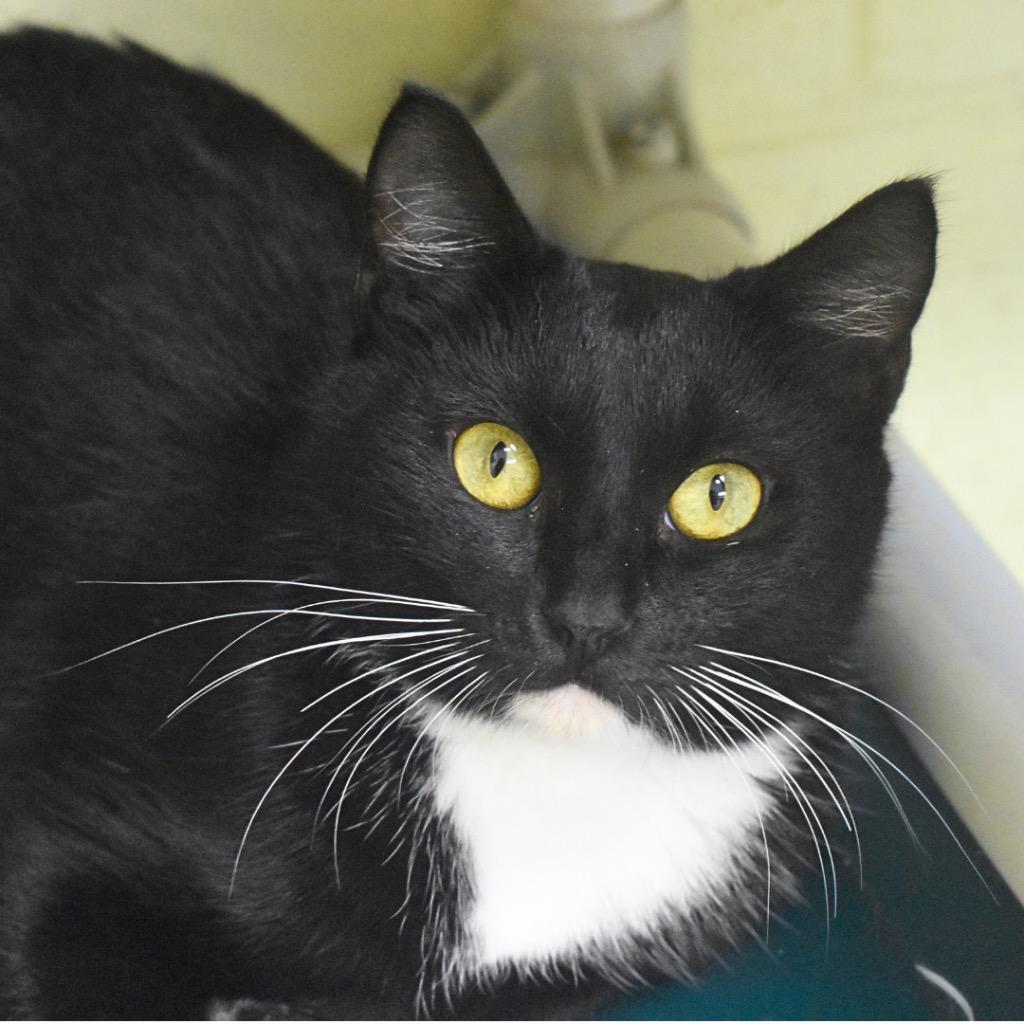 Enlarge Joanne, a Adoptable mixed breed in Saint Petersburg, FL image 1/1