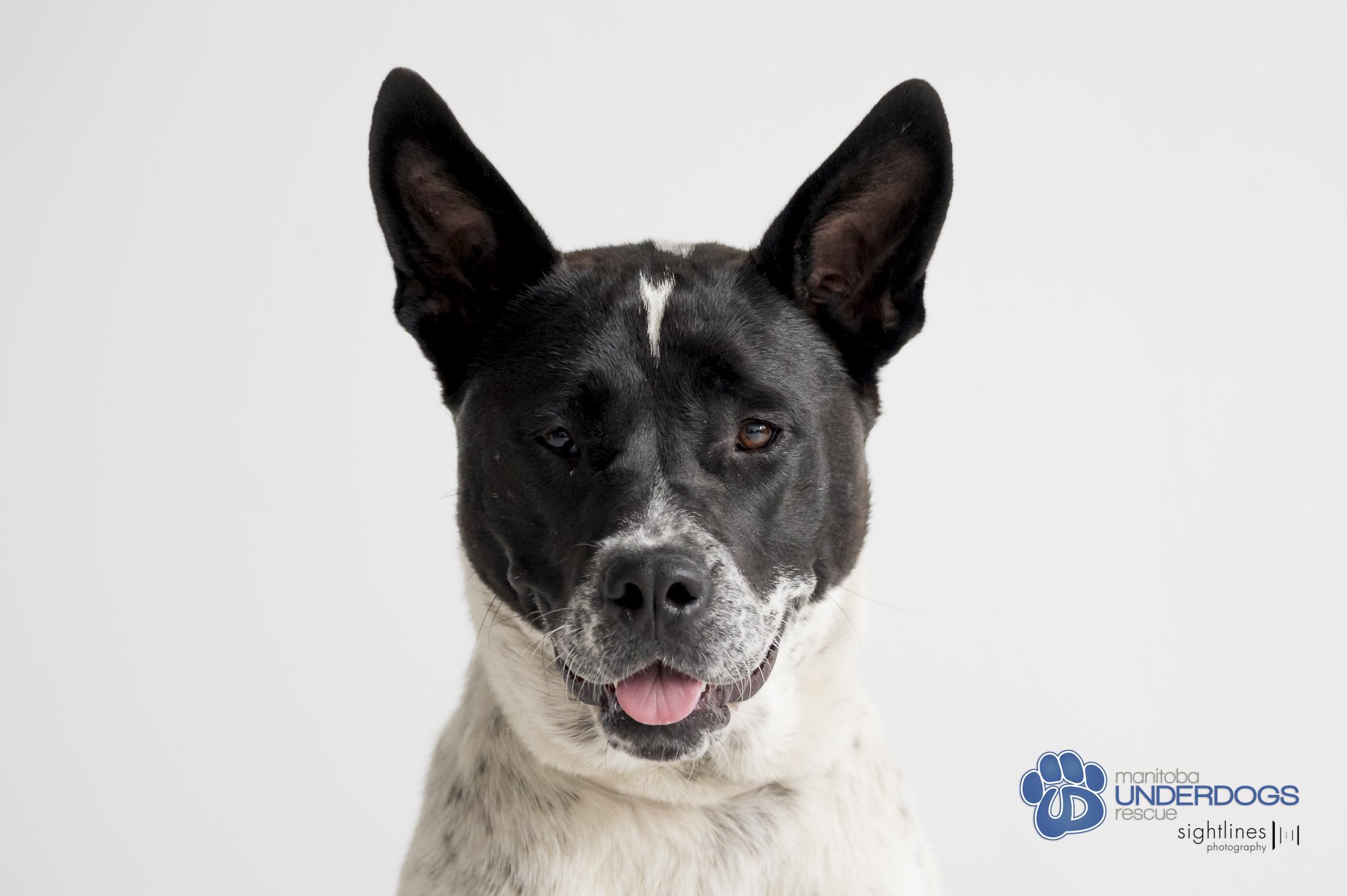 Queenie, an adoptable Australian Cattle Dog / Blue Heeler in Winnipeg, MB, R2M 2K2 | Photo Image 1