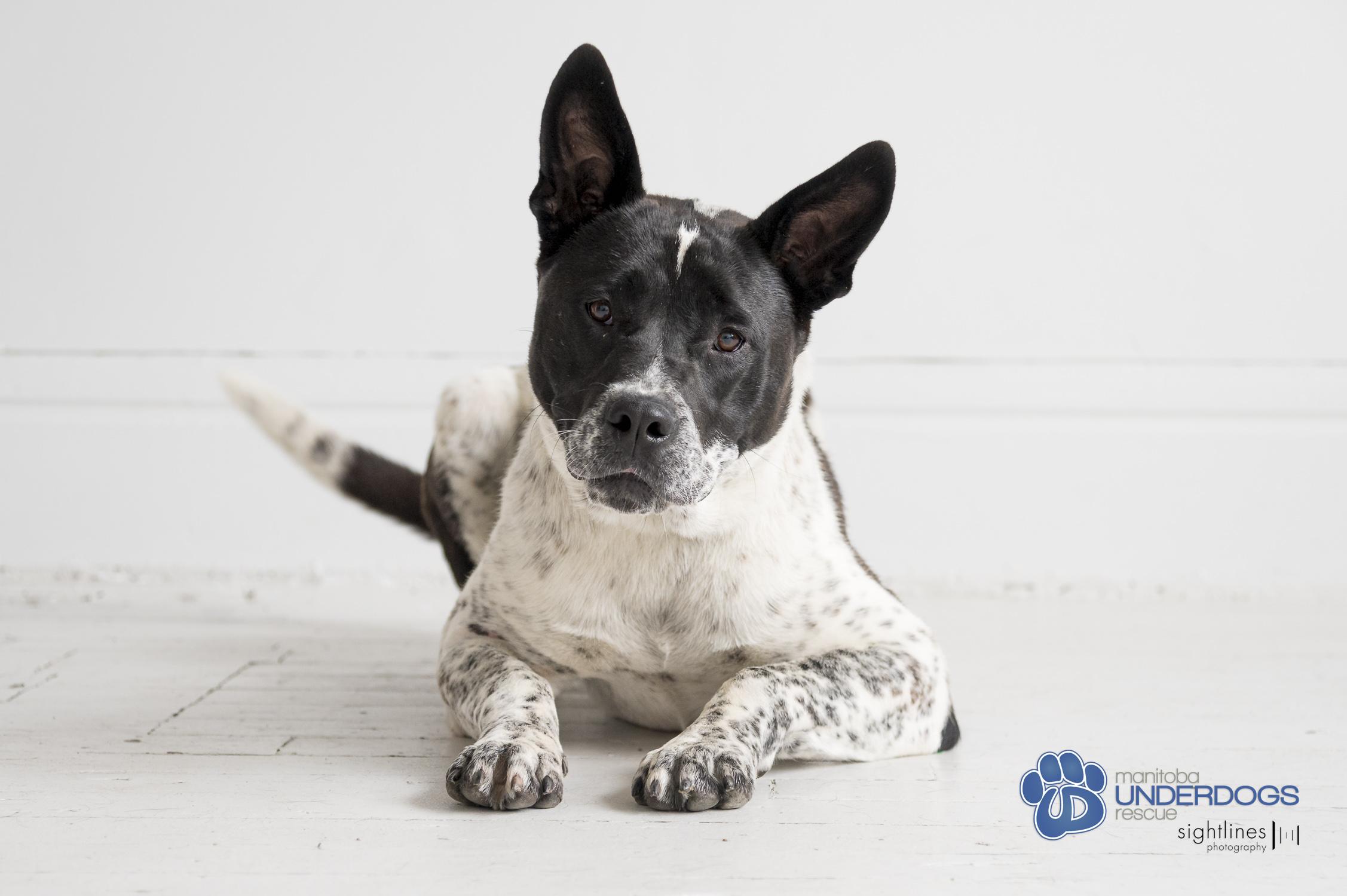 Queenie, an adoptable Australian Cattle Dog / Blue Heeler in Winnipeg, MB, R2M 2K2 | Photo Image 3
