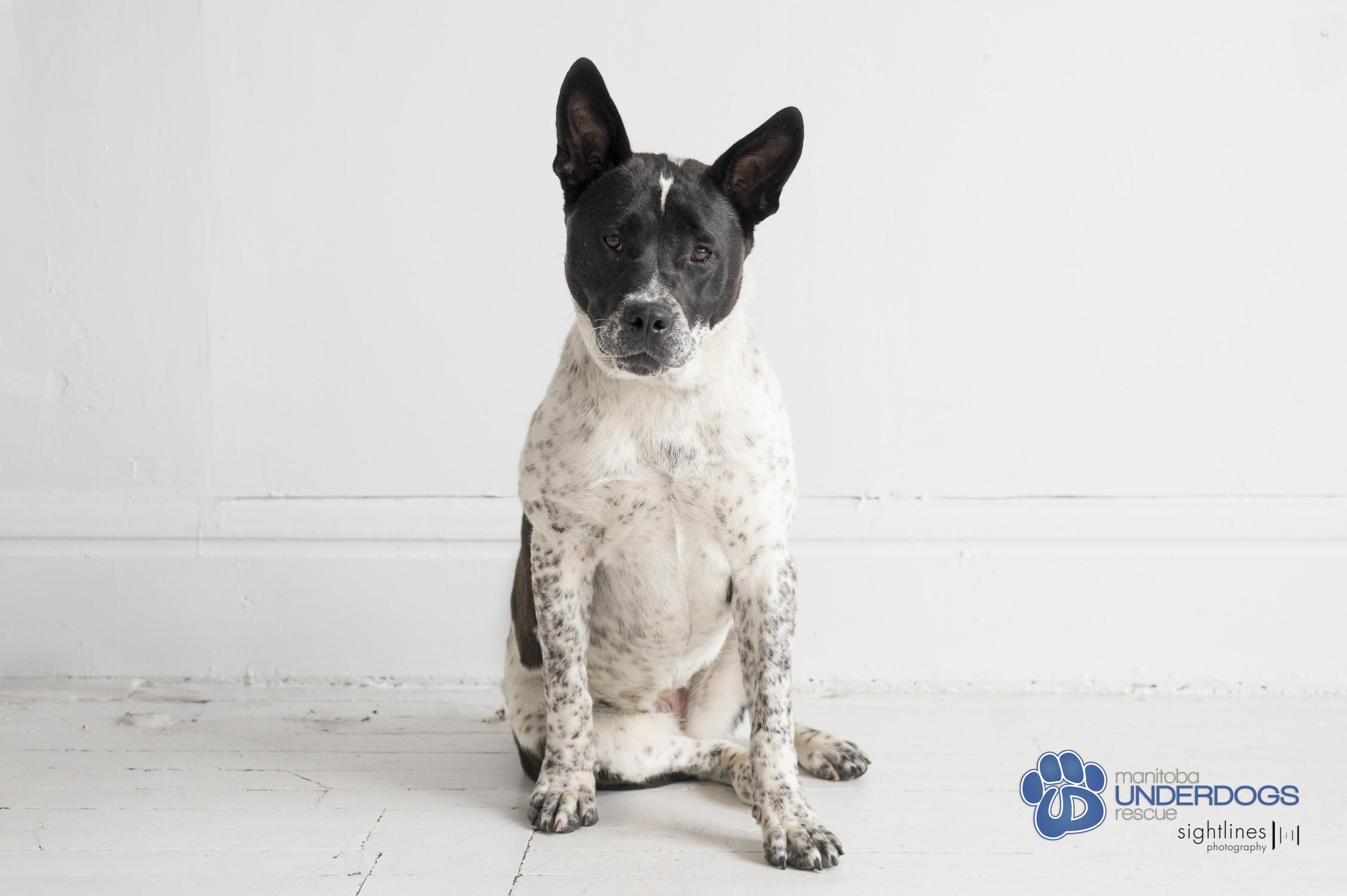 Queenie, an adoptable Australian Cattle Dog / Blue Heeler in Winnipeg, MB, R2M 2K2 | Photo Image 2