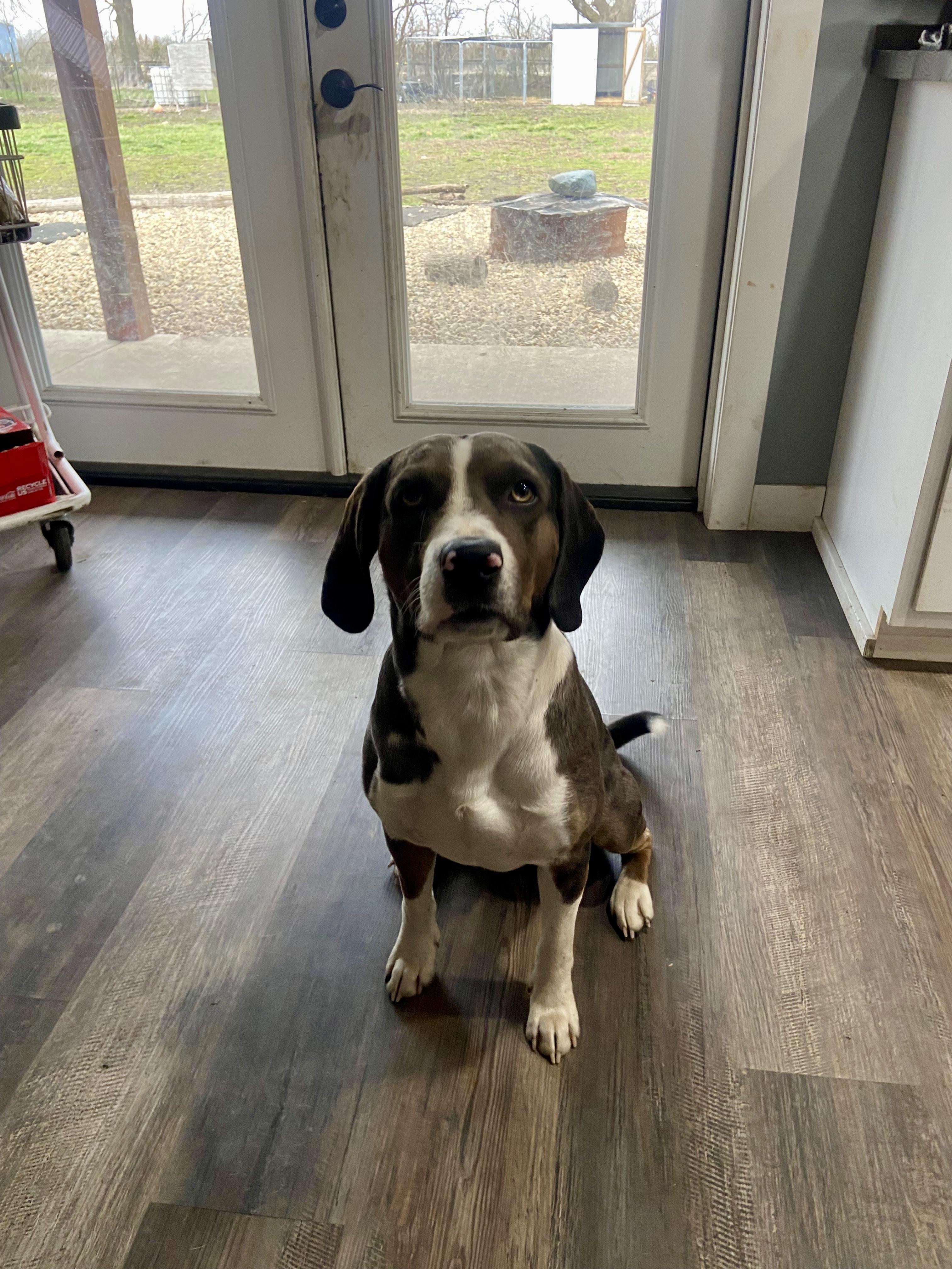 Edgar (CP), ADOPTABLE, Adult Male Catahoula Leopard Dog & Beagle.