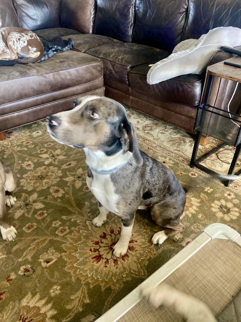 Enlarge Edgar (CP), a ADOPTABLE mixed breed in Clinton, IL image 3/3