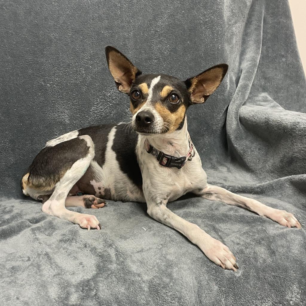 Lolli, a Adoptable Jack Russell Terrier in Brenham, TX image 1/6