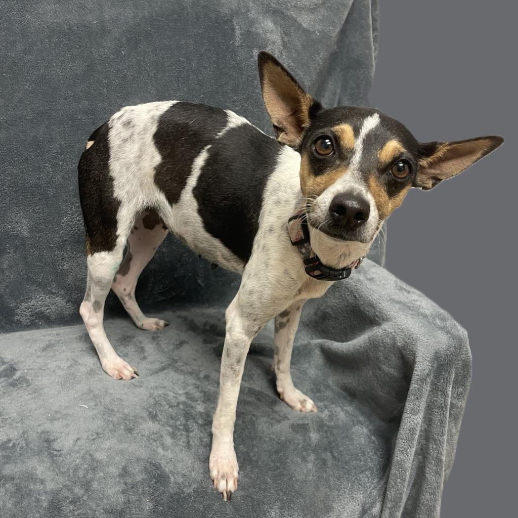 Lolli, a Adoptable Jack Russell Terrier in Brenham, TX image 2/6