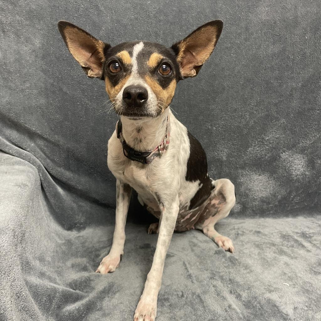 Lolli, a Adoptable Jack Russell Terrier in Brenham, TX image 3/6