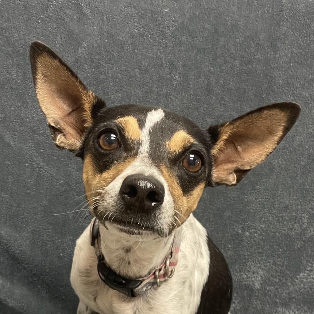 Lolli, a Adoptable Jack Russell Terrier in Brenham, TX image 4/6