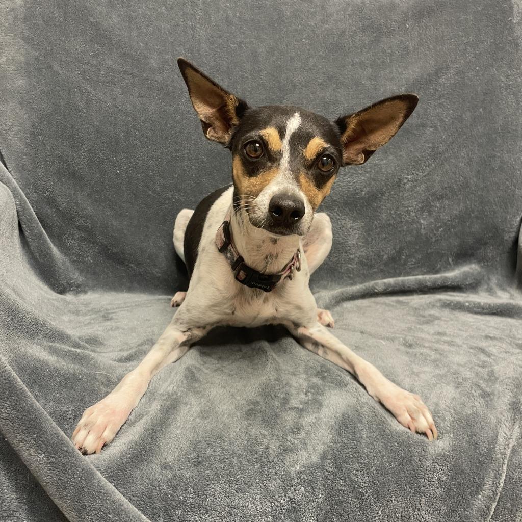 Lolli, a Adoptable Jack Russell Terrier in Brenham, TX image 5/6