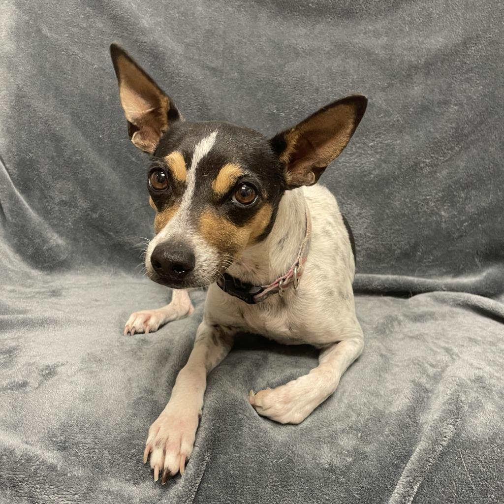 Lolli, a Adoptable Jack Russell Terrier in Brenham, TX image 6/6