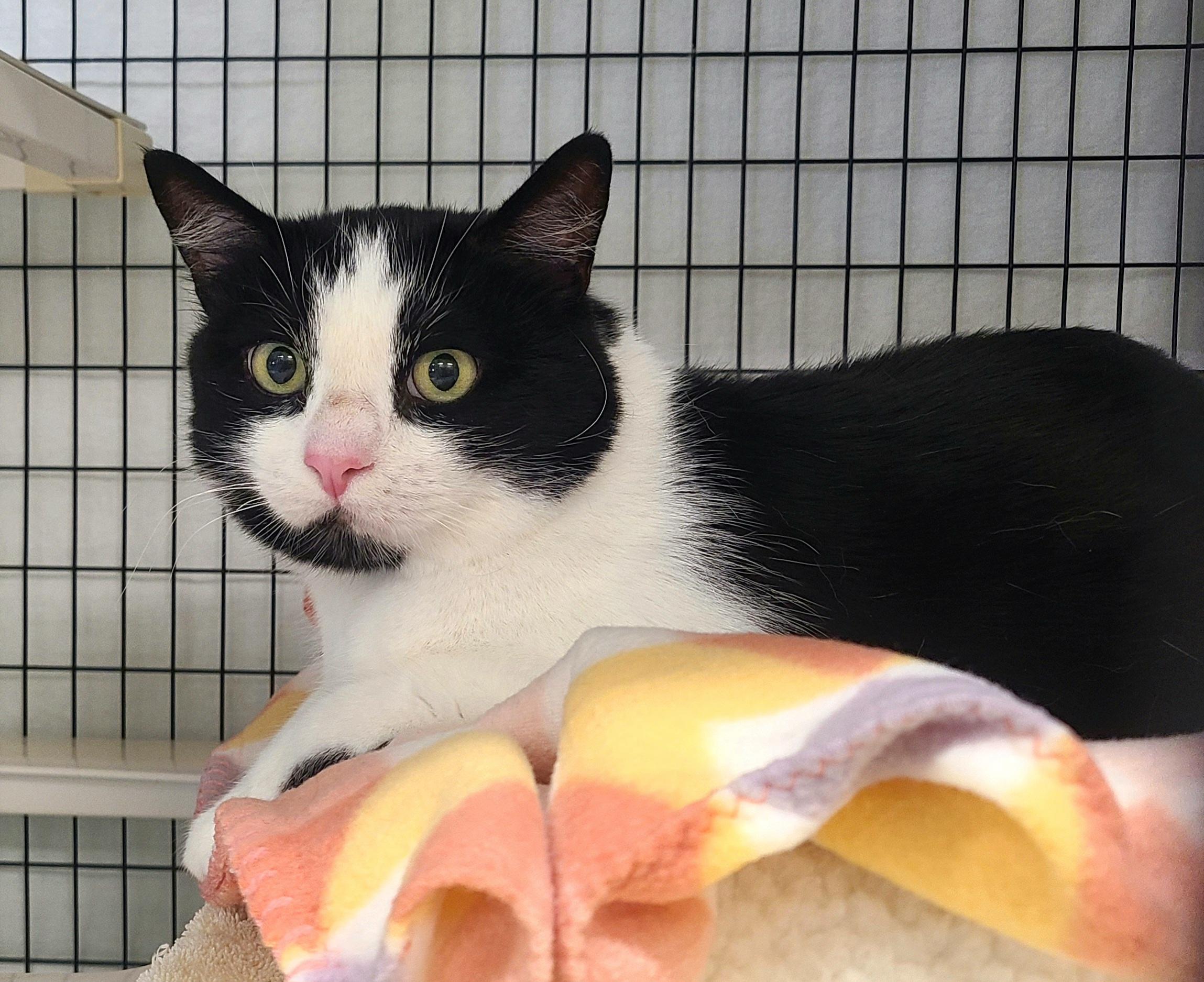 Enlarge Murray, a ADOPTABLE Domestic Short Hair in Kirkland, WA image 1/2