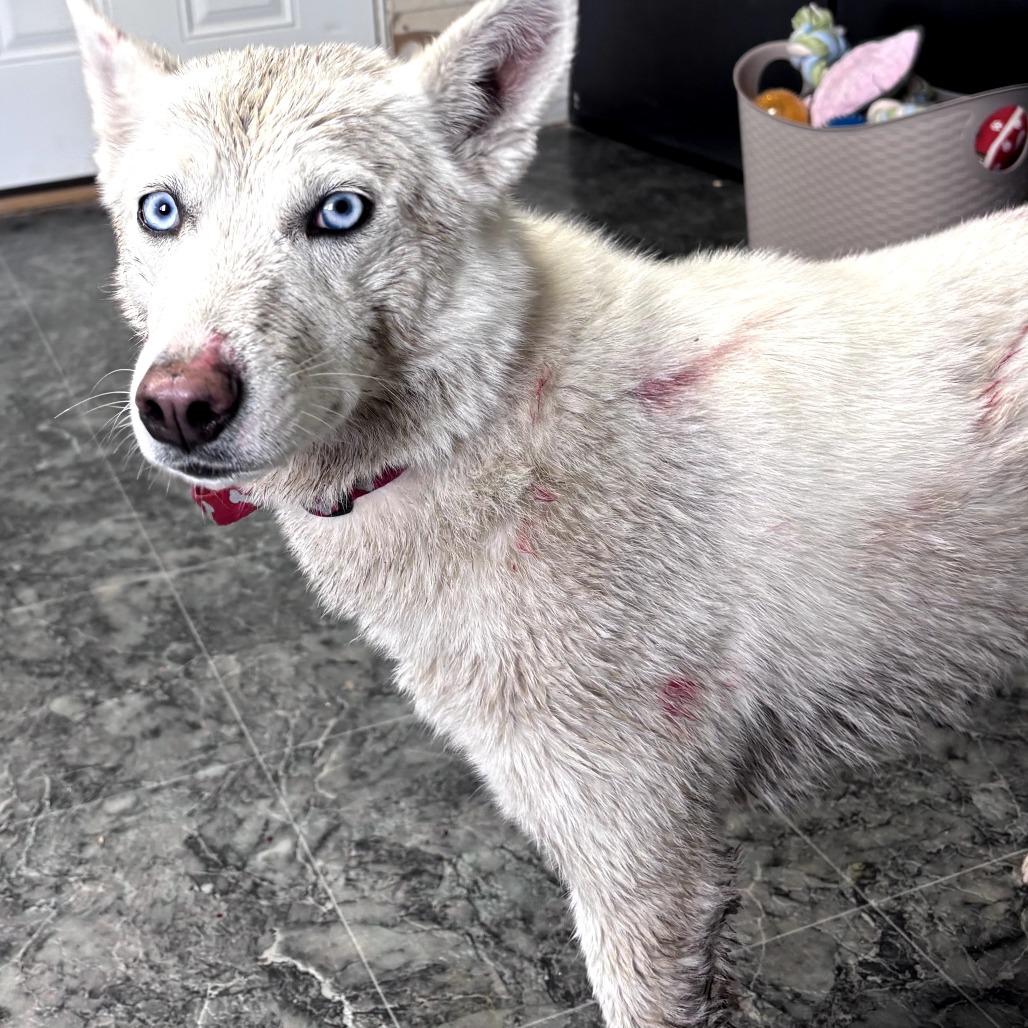 Arwen, Adoptable, Adult Female Klee Kai.