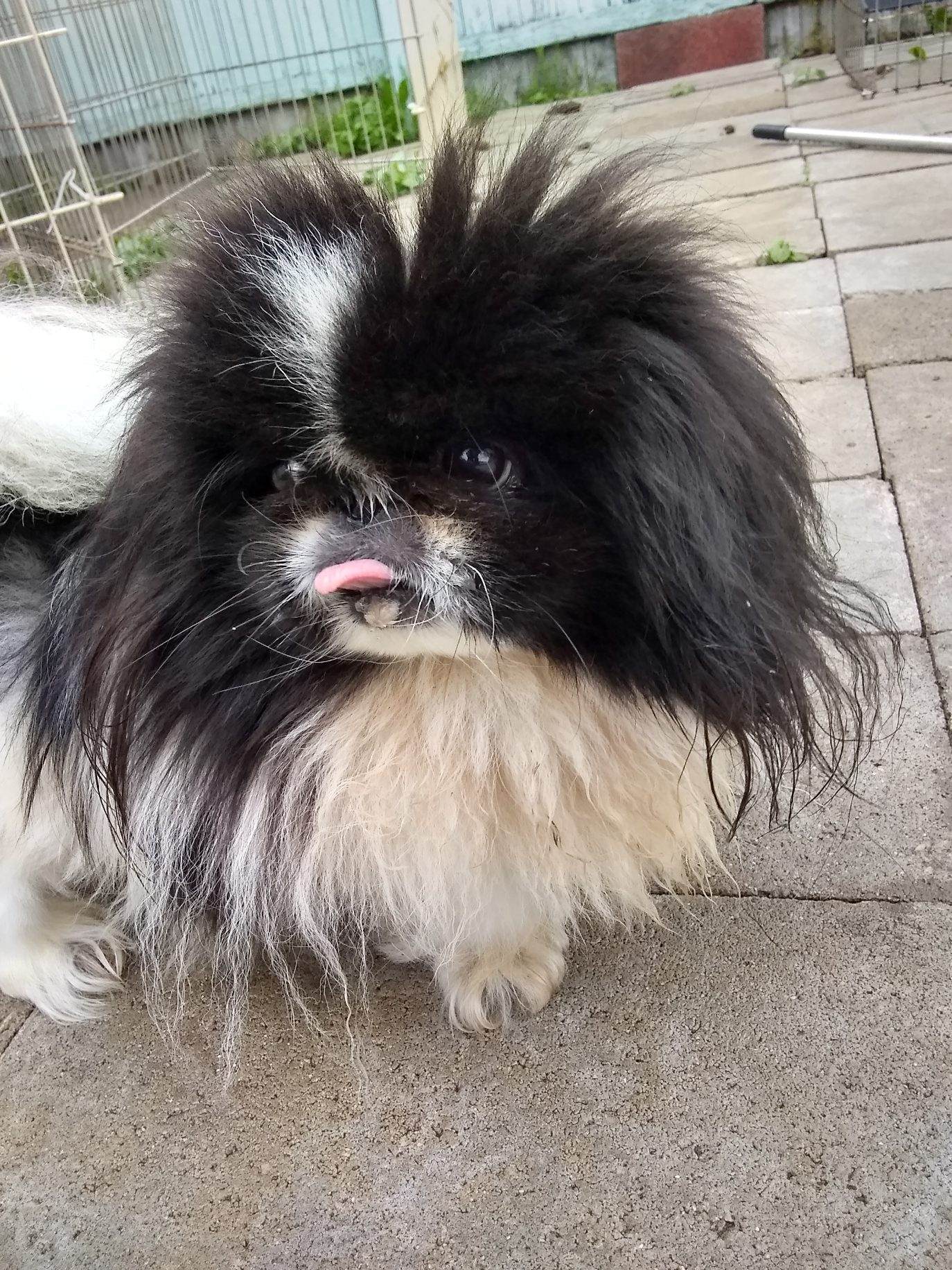 Mandi has been adopted!, Adoptable, Adult Female Pekingese.