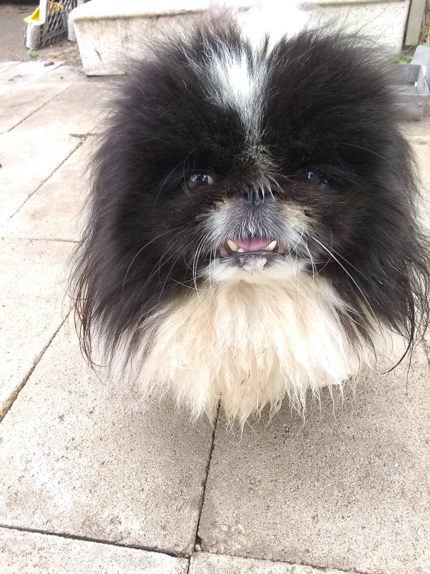 Enlarge Mandi has been adopted!, a Adoptable Pekingese in Hillsdale, NJ image 2/4