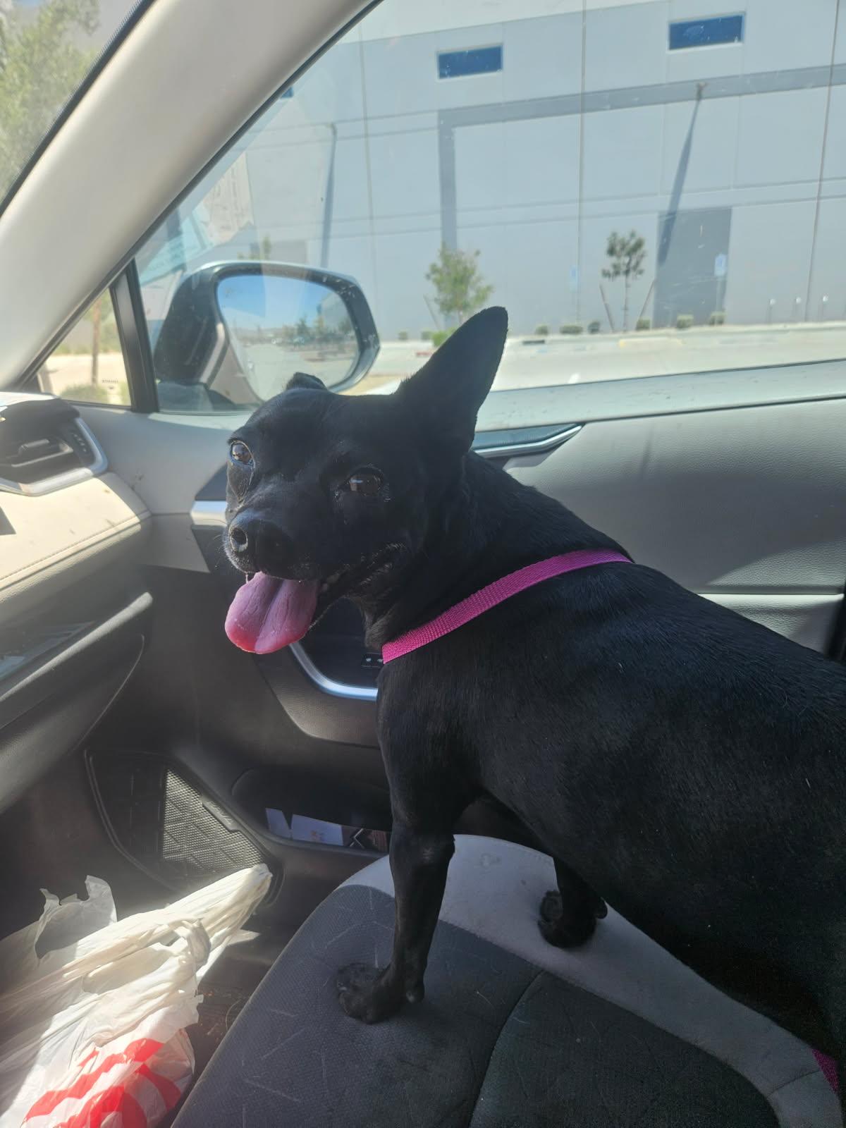 FIFI, a Adopted mixed breed in Chandler, AZ image 1/2