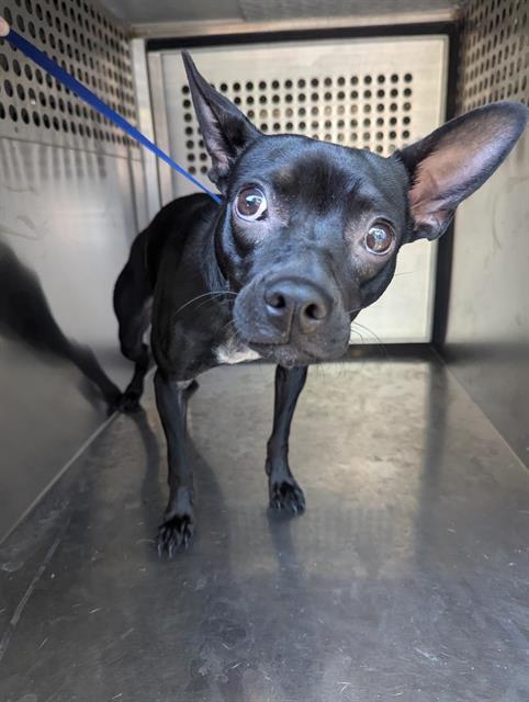 FIFI, a Adopted mixed breed in Chandler, AZ image 2/2