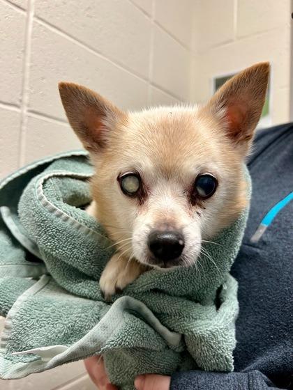 Enlarge Milton, an adopted Chihuahua in Severn, MD image 3/3