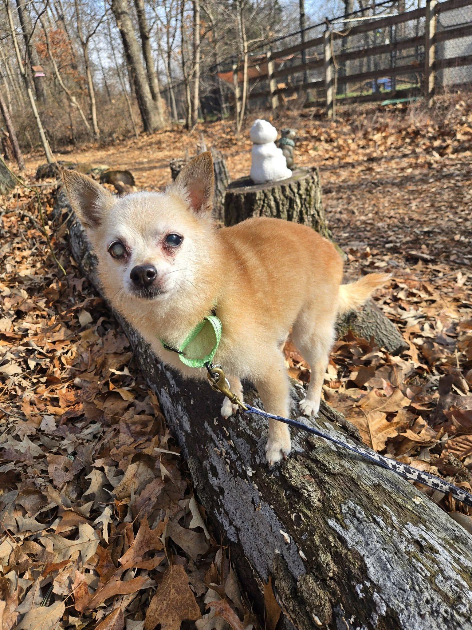 Milton, adoptable, Adult Male Chihuahua.