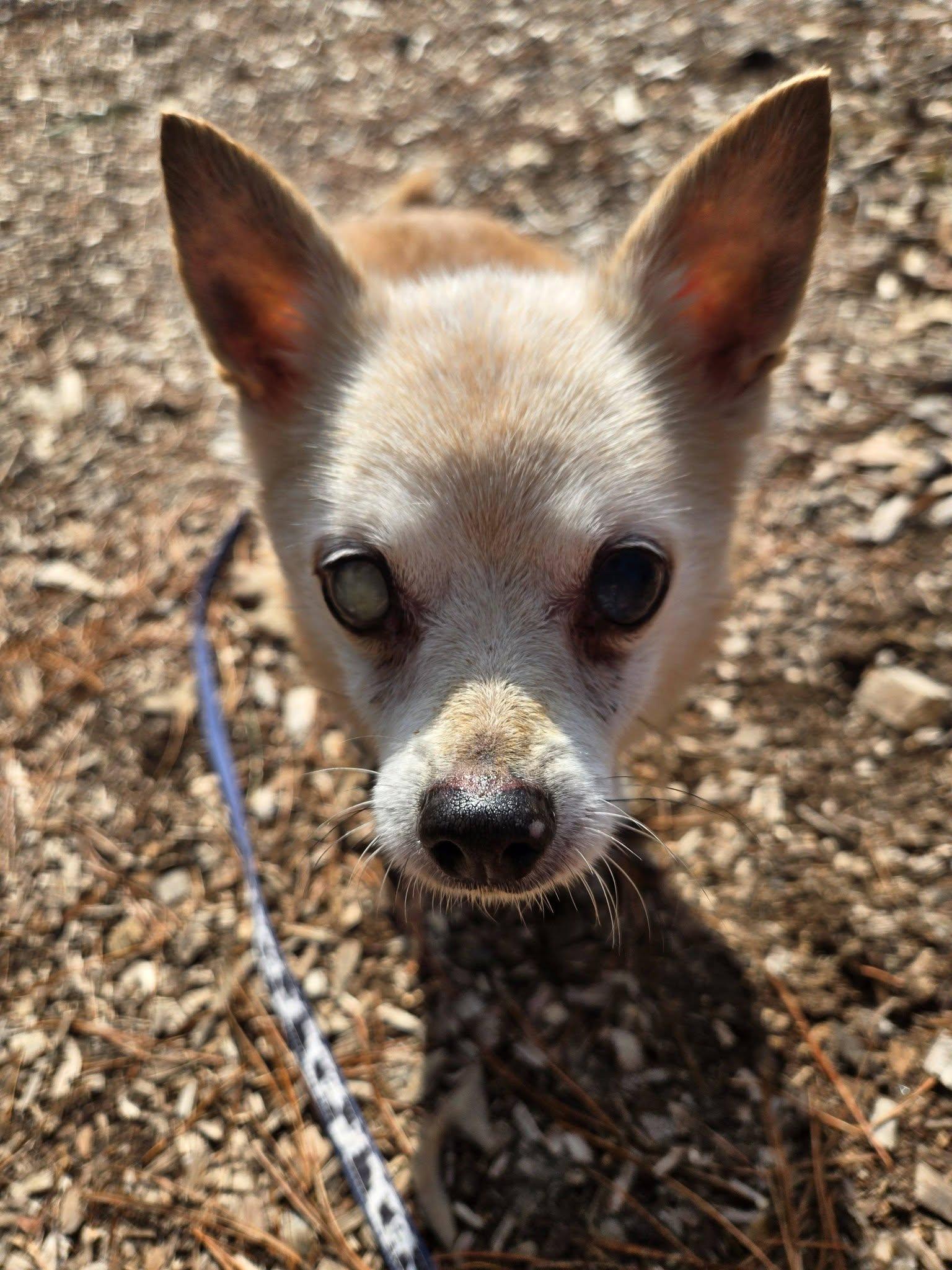 Enlarge Milton, an adopted Chihuahua in Severn, MD image 2/3