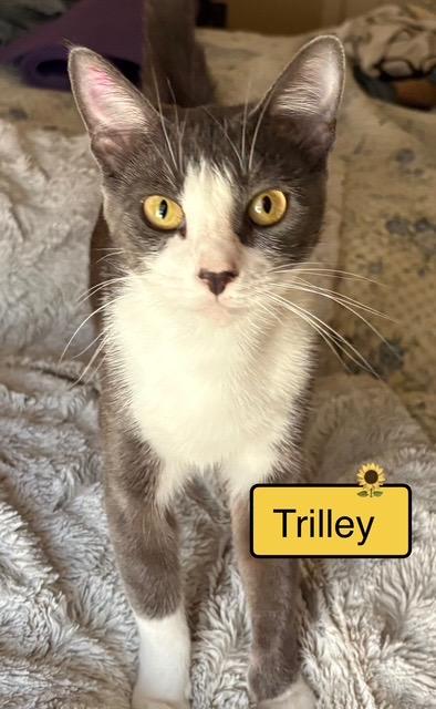 Trilley