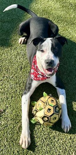 SAMPSON, Adoptable, Young Male Mixed Breed.