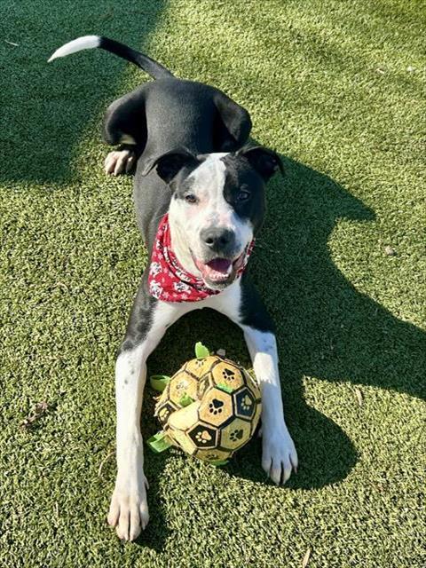 SAMPSON, Adoptable, Young Male Mixed Breed.