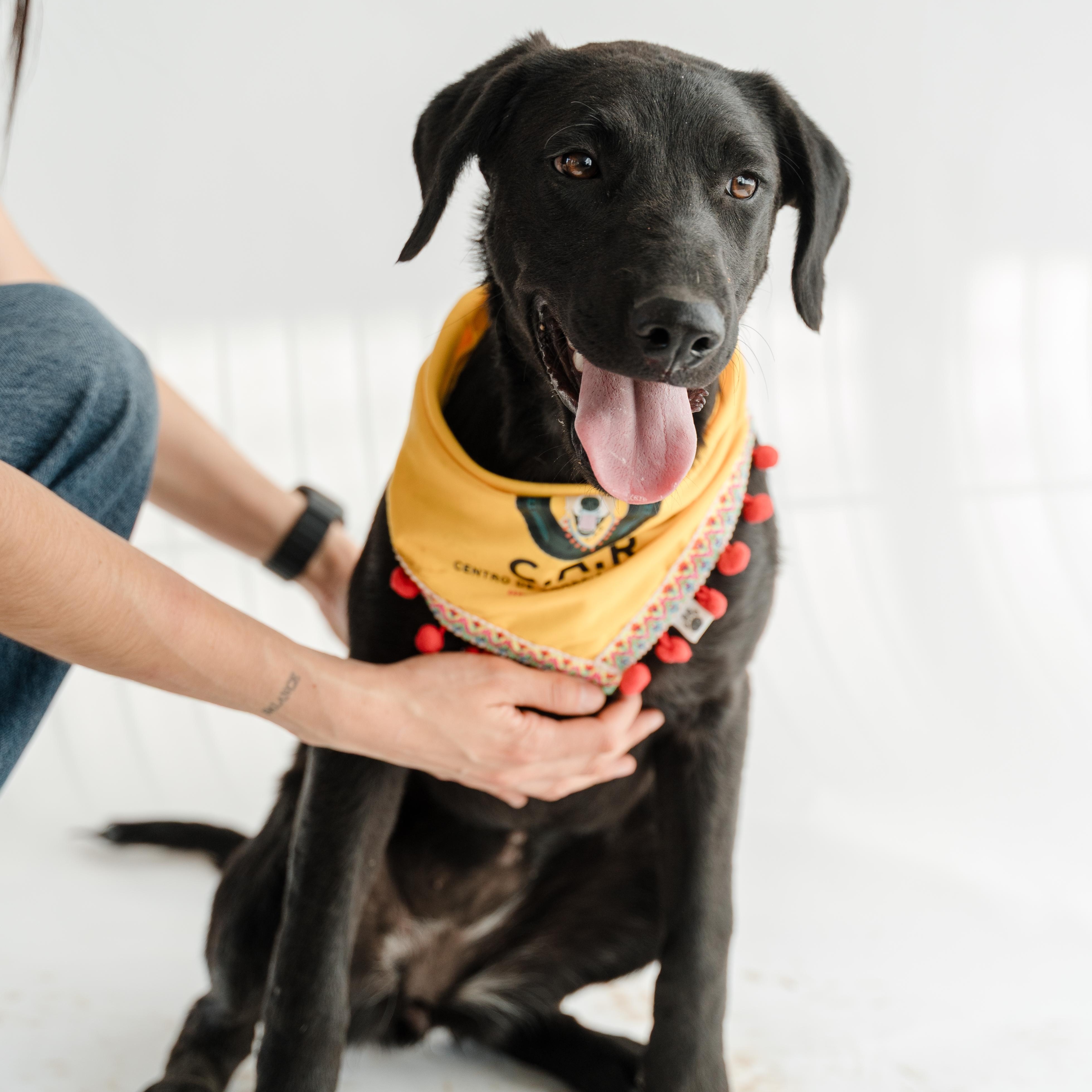 Enlarge Morita, a ADOPTABLE mixed breed in Manvel, TX image 4/6