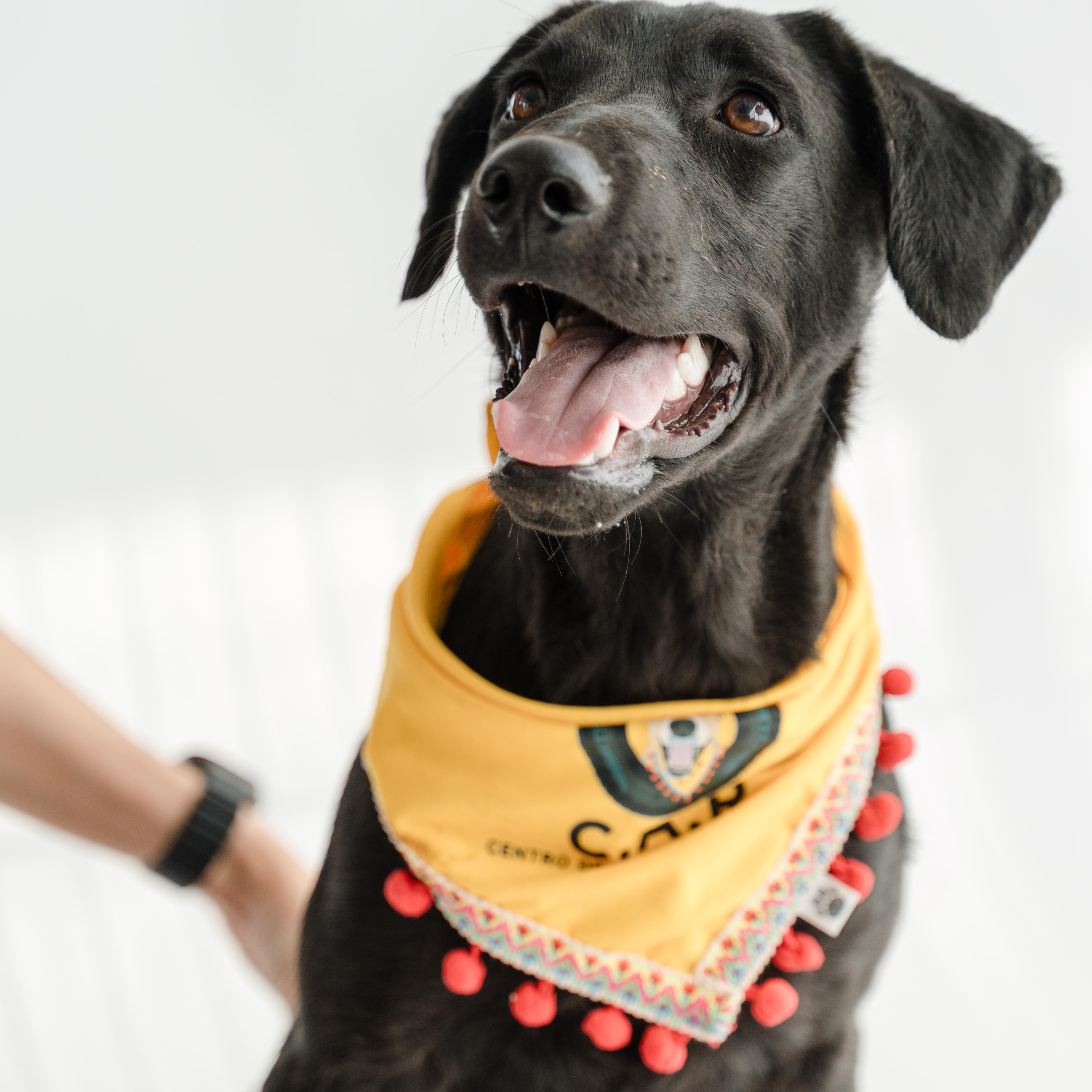 Enlarge Morita, a ADOPTABLE mixed breed in Manvel, TX image 5/6