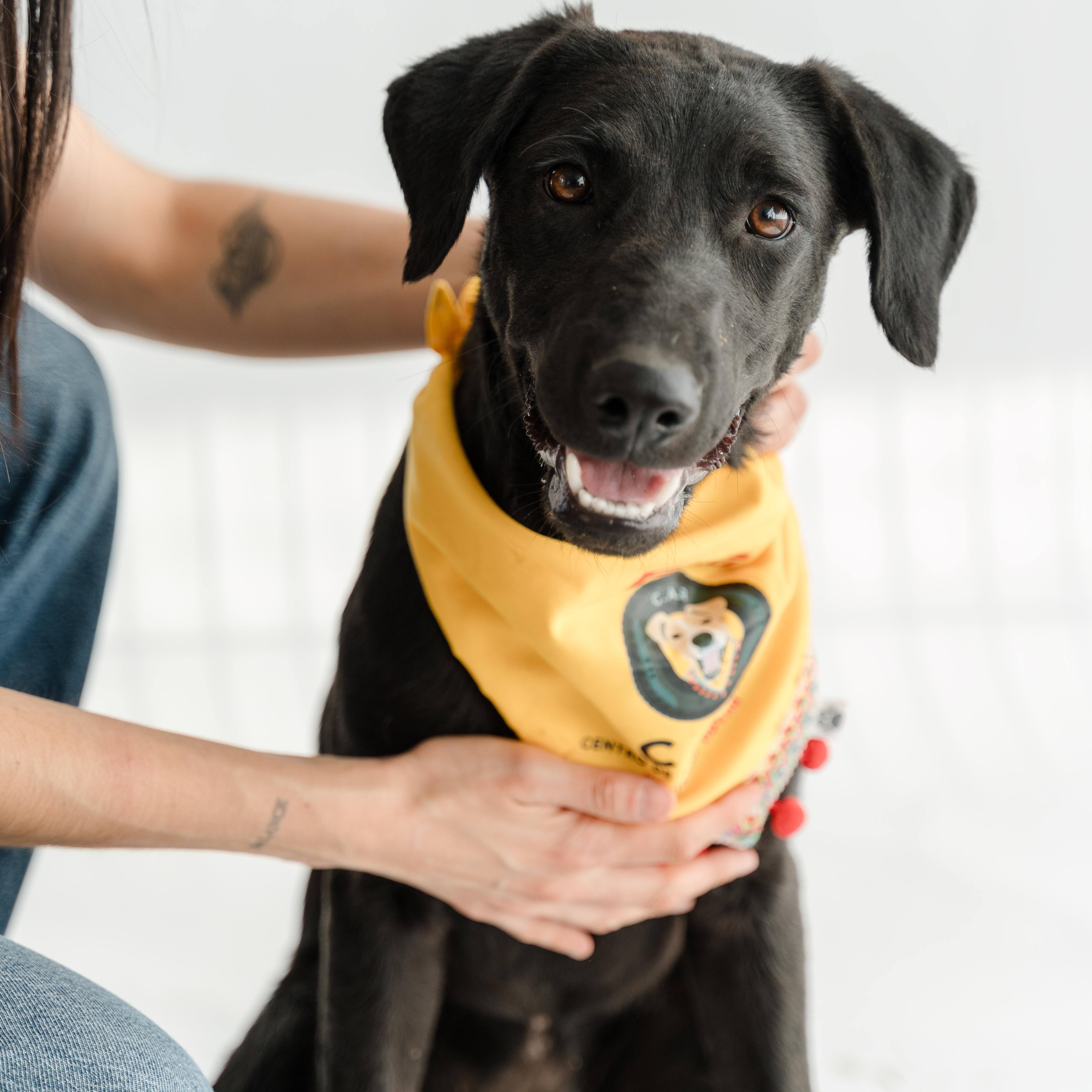 Enlarge Morita, a ADOPTABLE mixed breed in Manvel, TX image 2/6