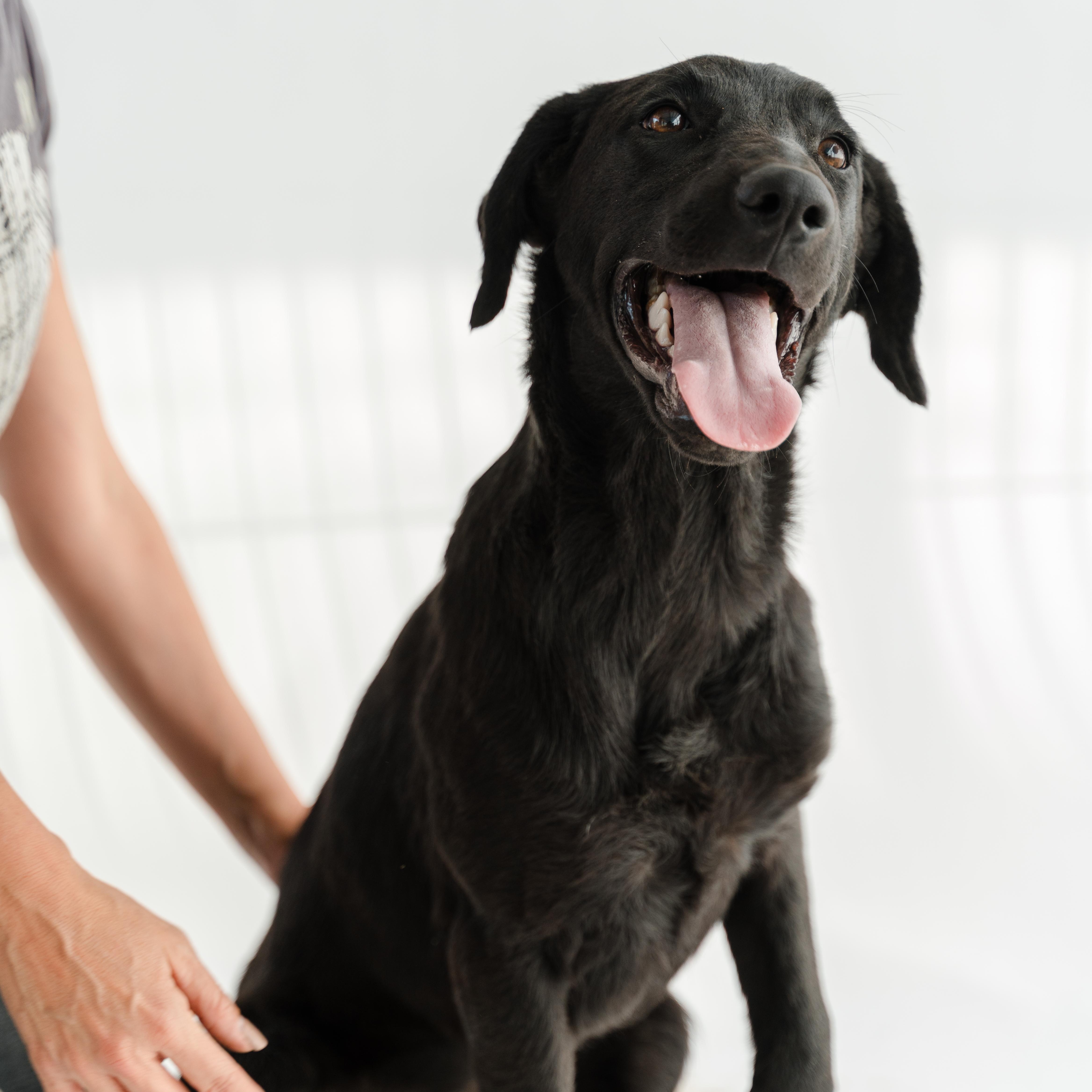 Morita, ADOPTABLE, Puppy Female Black Labrador Retriever.