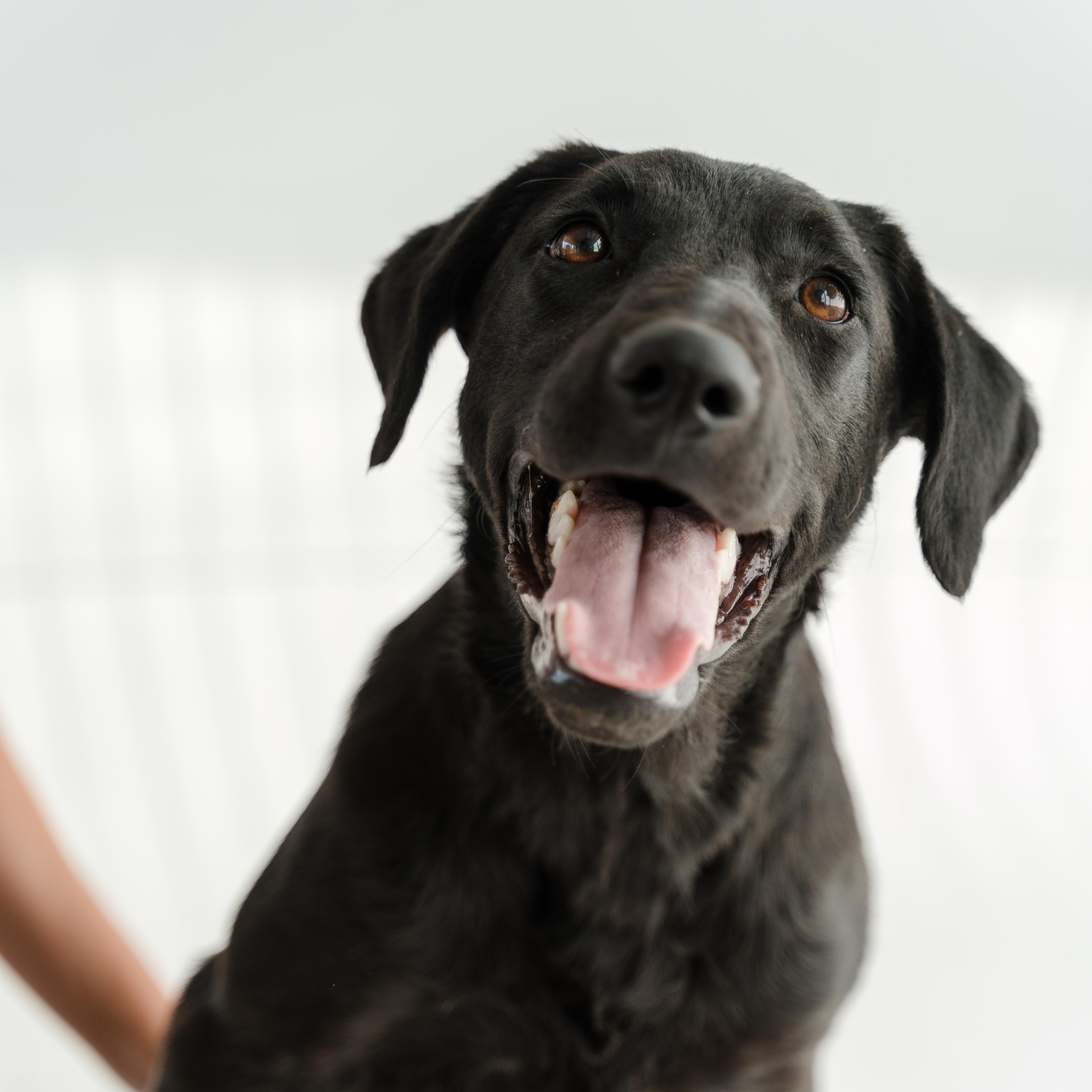 Enlarge Morita, a ADOPTABLE mixed breed in Manvel, TX image 3/6