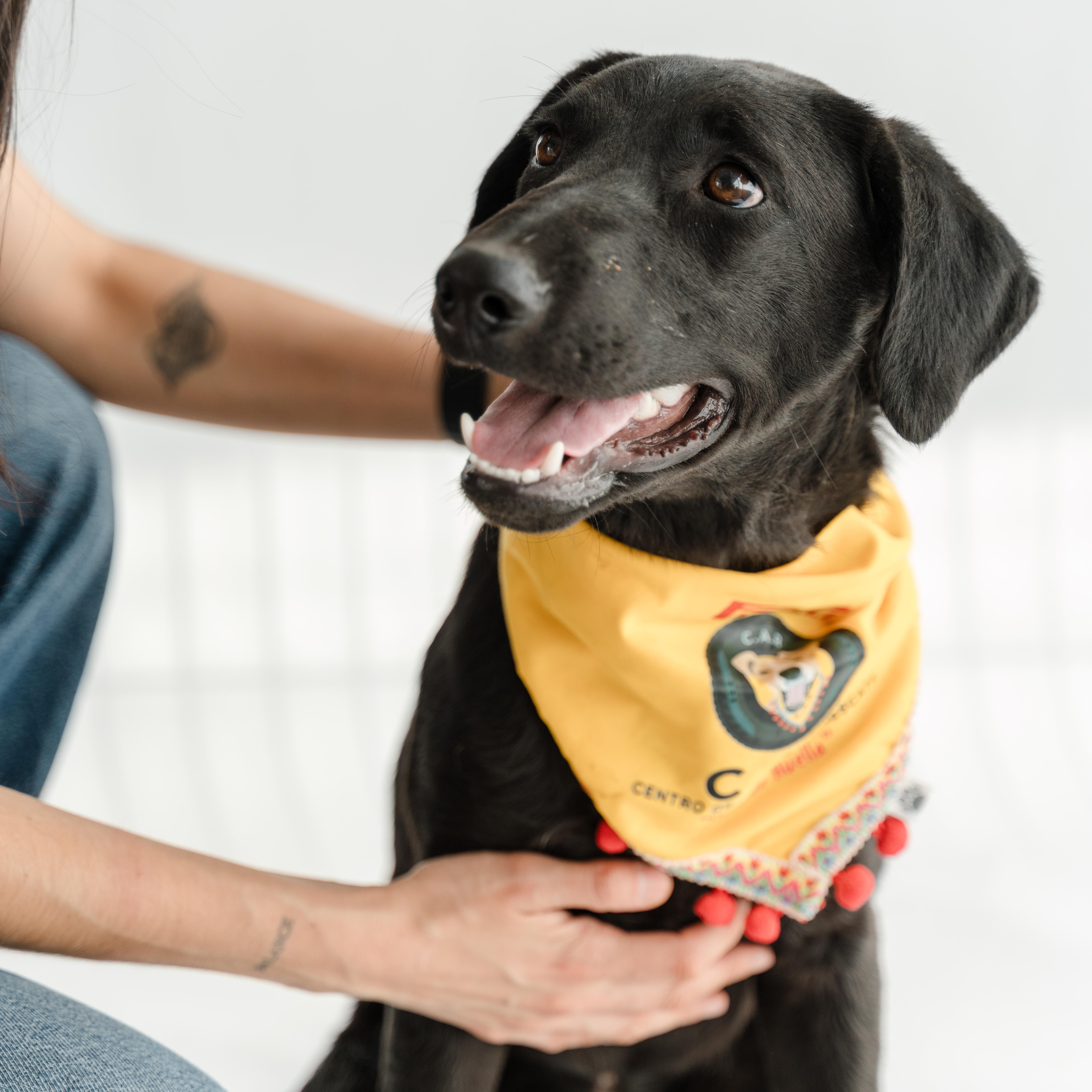 Enlarge Morita, a ADOPTABLE mixed breed in Manvel, TX image 6/6