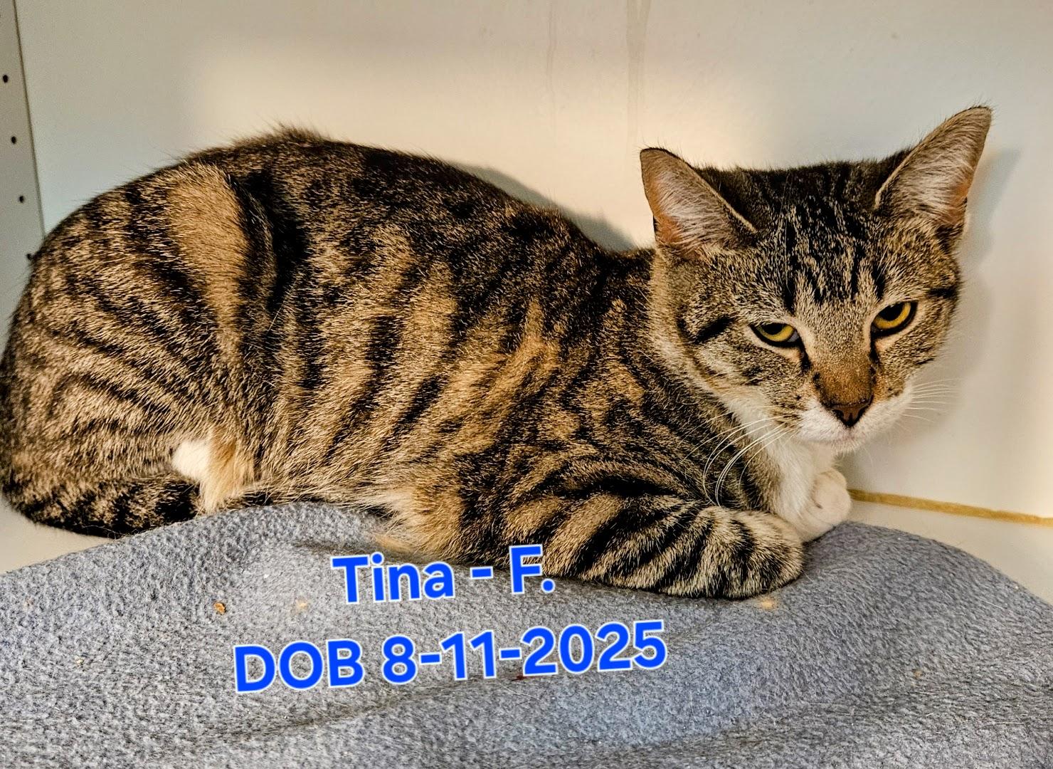 Enlarge Tina, an adopted Tabby in Nucla, CO image 1/1