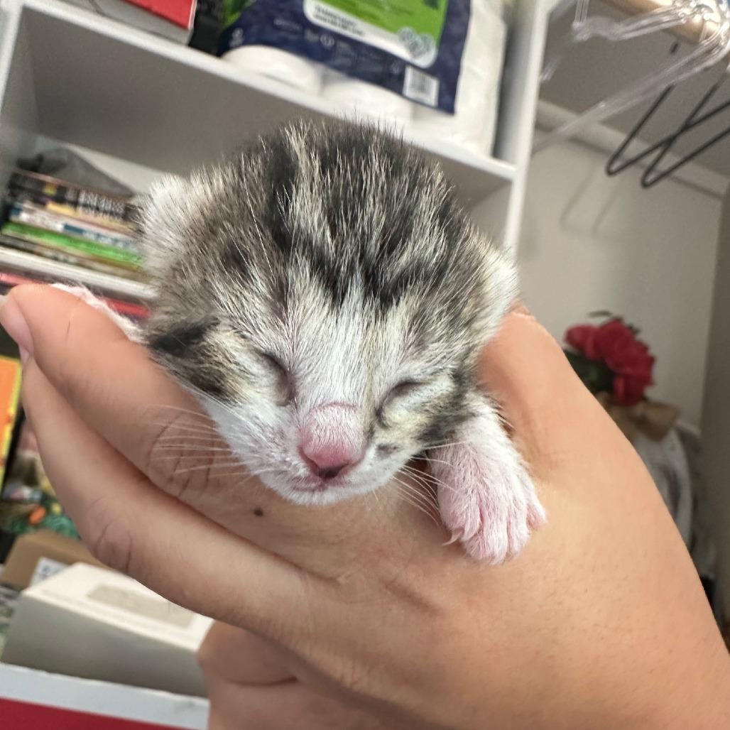 Enlarge Stella Rose, a Adoptable Domestic Short Hair in Midland, TX image 1/2