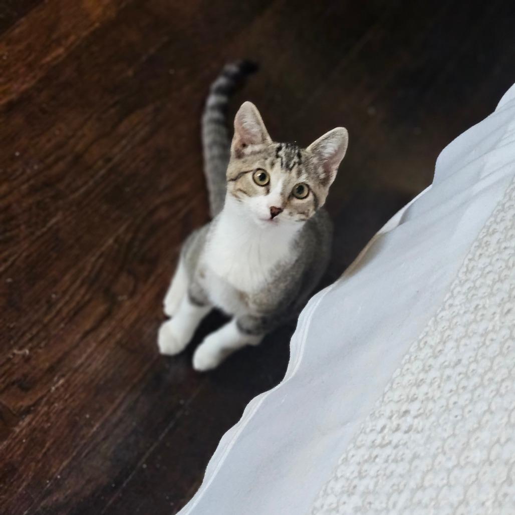 Enlarge Stella Rose, a Adoptable Domestic Short Hair in Midland, TX image 2/2