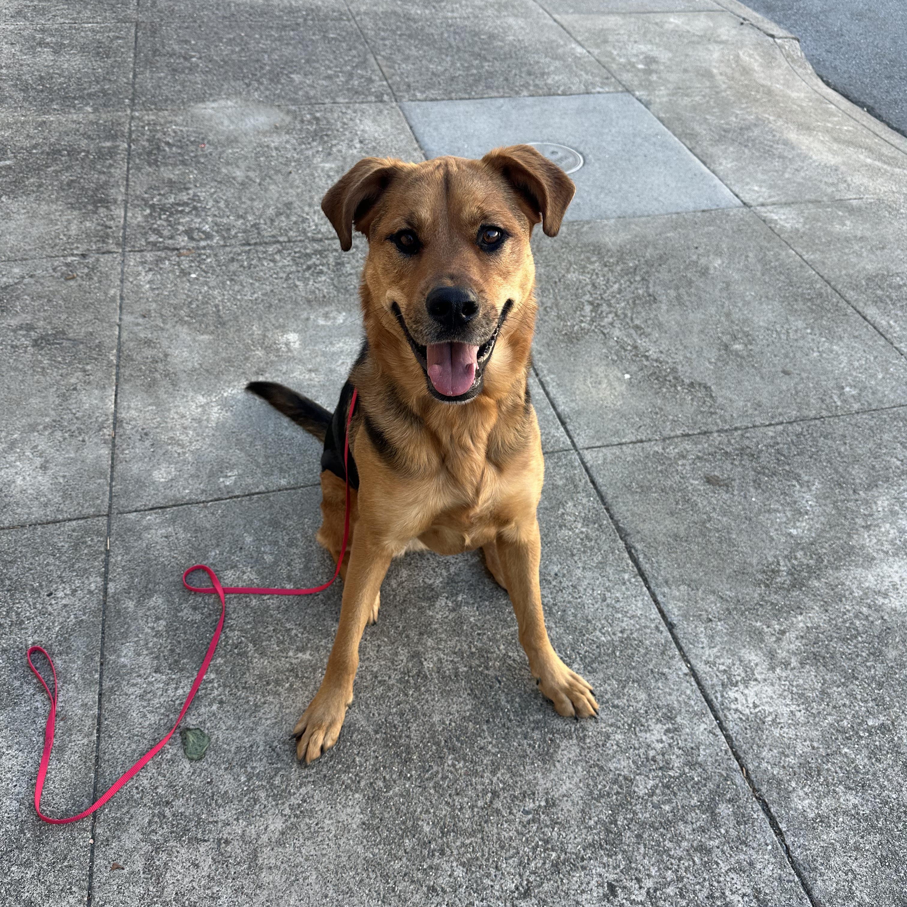 Enlarge SHILOH, a Adopted mixed breed in Morgan Hill, CA image 3/6