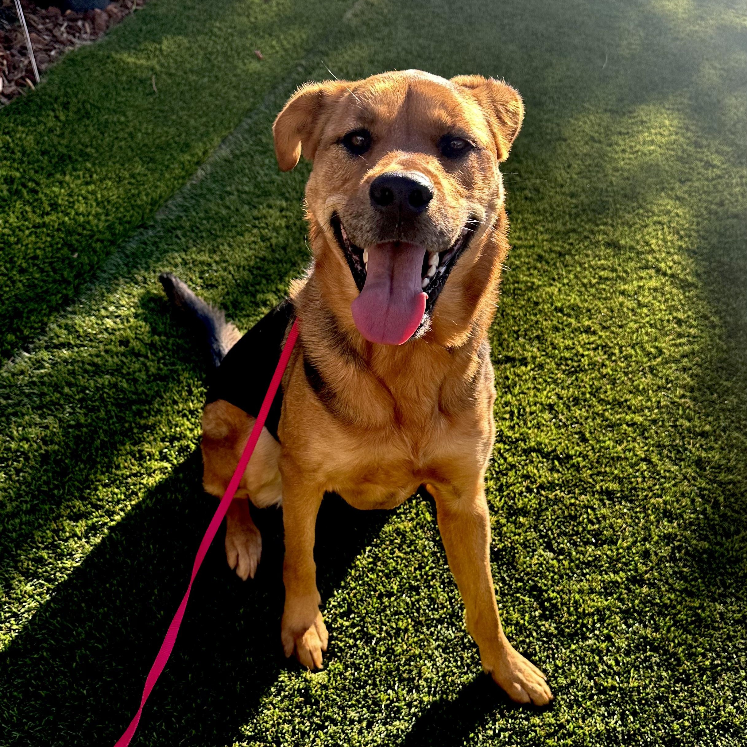 SHILOH, Adopted, Adult Female German Shepherd Dog & Rottweiler.