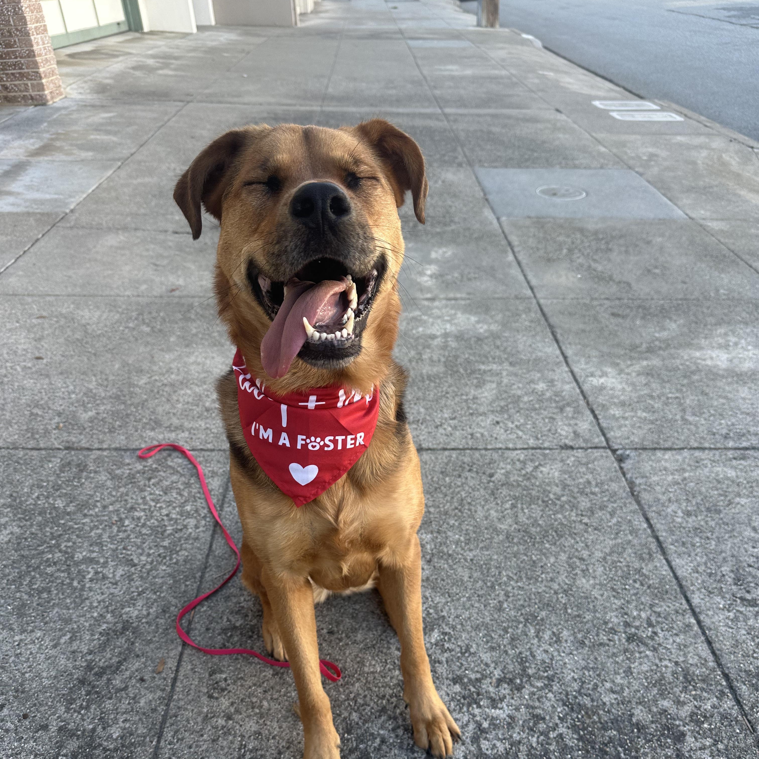Enlarge SHILOH, a Adopted mixed breed in Morgan Hill, CA image 4/6