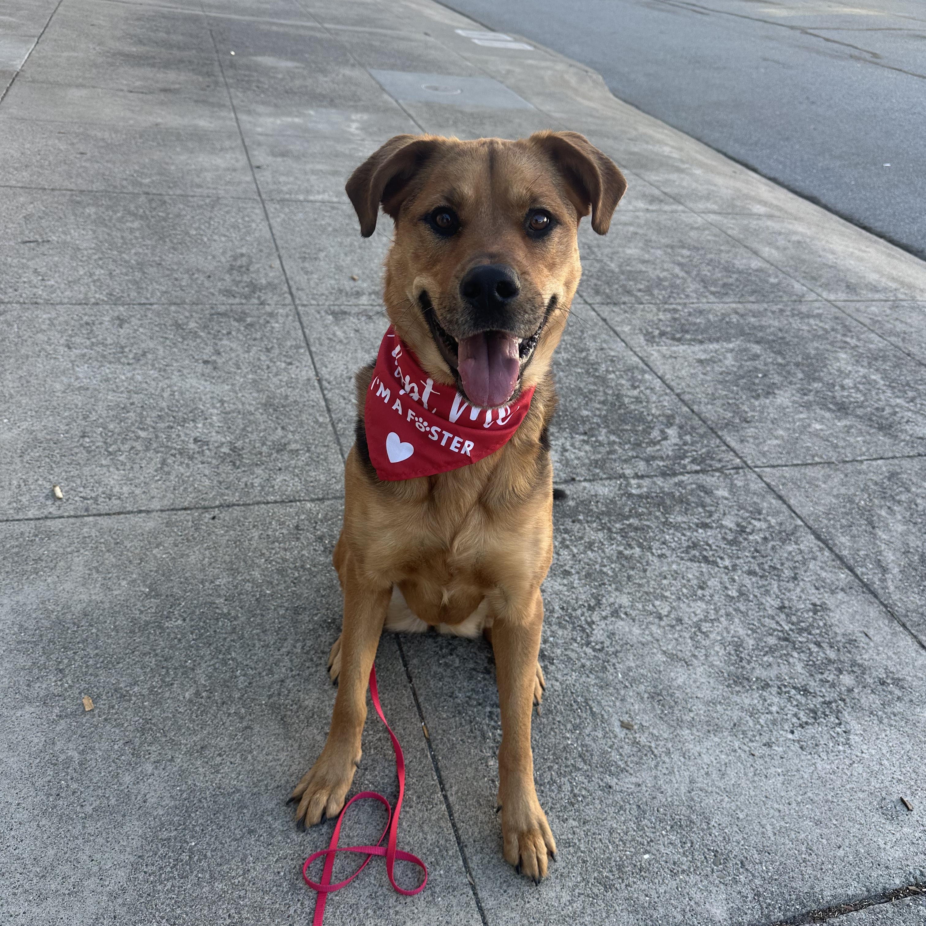 Enlarge SHILOH, a Adopted mixed breed in Morgan Hill, CA image 6/6