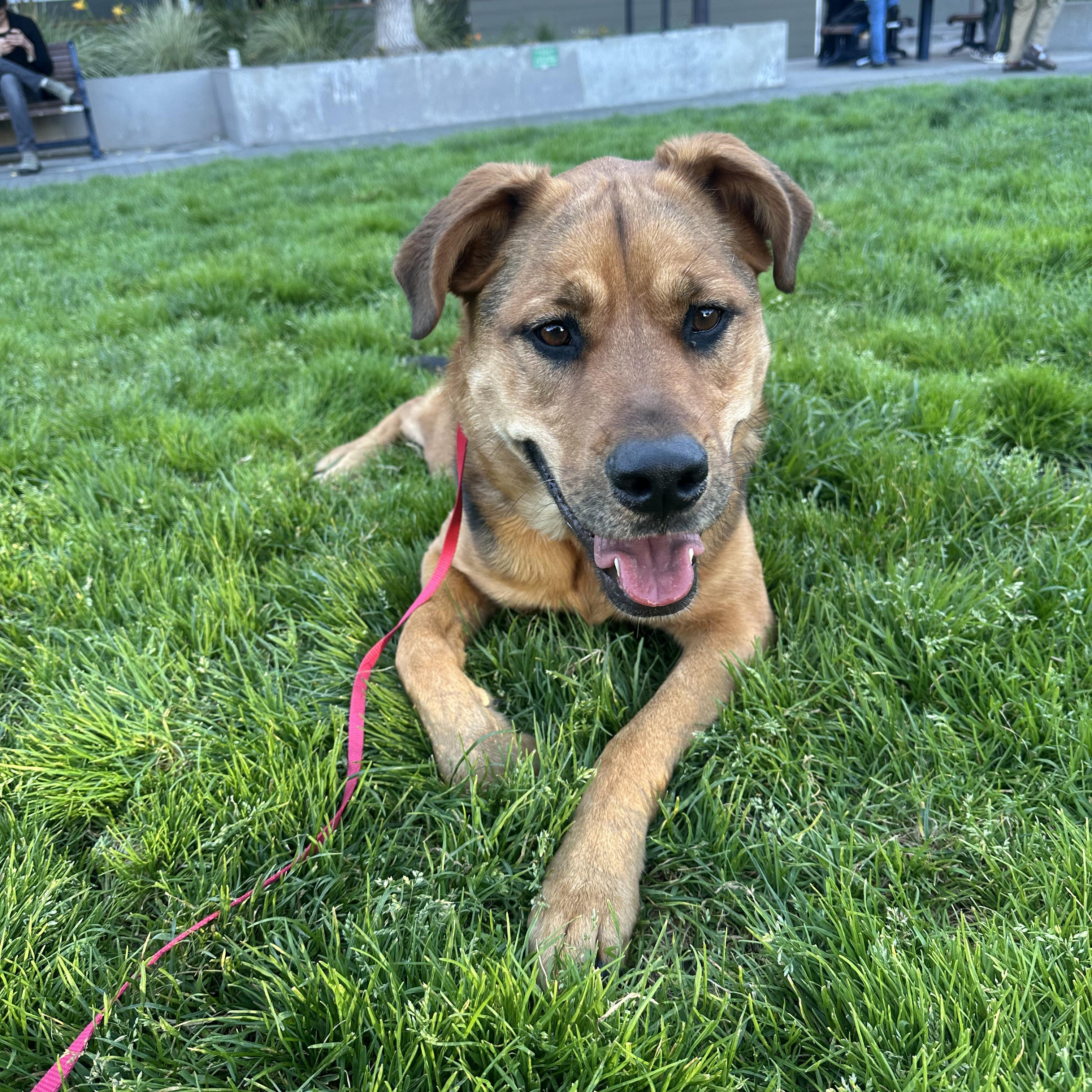 Enlarge SHILOH, a Adopted mixed breed in Morgan Hill, CA image 2/6